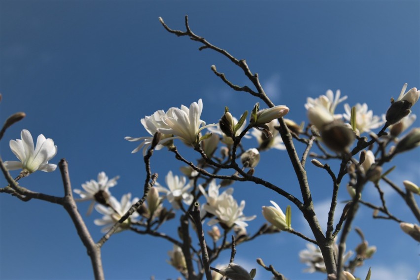 Magnolia gwiaździsta ma białe kwiaty i jest gatunkiem, który...