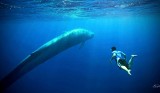 Niebieski wieloryb - poznaj całą prawdę