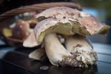 Atlas grzybów. Które z nich są trujące? [zdjęcia]