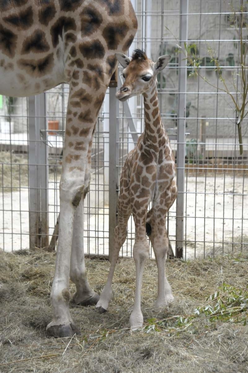 W opolskim zoo przyszla na świat zyrafa.