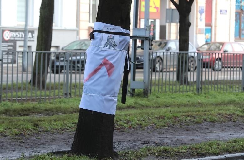 Protest w obronie drzew przy pl. Szarych Szeregów w Szczecinie. Wycinka z powodu przebudowy [ZDJĘCIA, WIDEO]