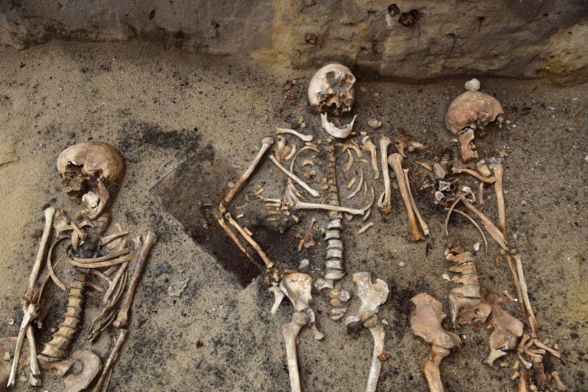 Świeciechów: Archeolodzy znaleźli szkielet dziewczynki. Prawdopodobnie jest to słynna Urszulka z "Trenów"