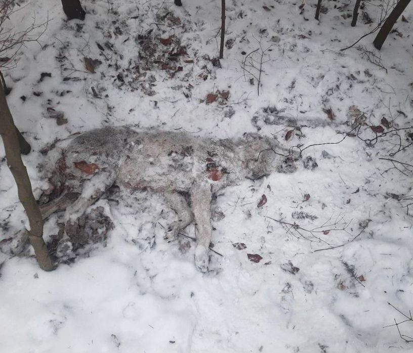 Jak zginęła wilczyca z daleszyckich lasów? Sekcja odkryła nowe fakty. Do zwierzęcia strzelano
