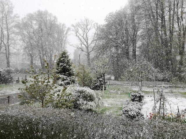 W regionie koszalińskim, podobnie jak w powiecie sławieńskim, spadł śnieg. Co prawda nie utrzymał się długo, ale Internautka przysłała nam kilka zdjęć. Czekamy na kolejne. Ślijcie je na adres alarm@gk24.pl