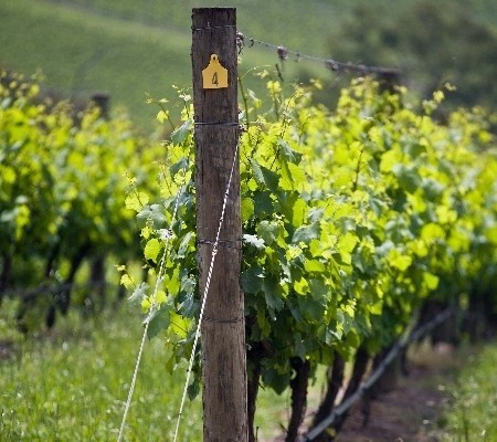 Gospodarze oprowadzą po winnicy, wtajemniczą w produkcję wina i uprawę winorośli (fot. www.sxc.hu)