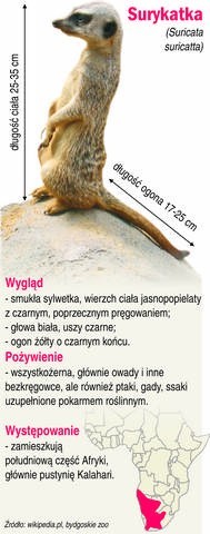 Fot. Tytus Żmijewski, infografika Jerzy Chamier-Gliszczyński