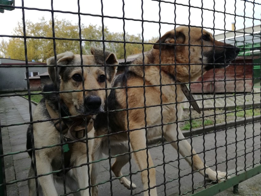 Kundle ze Schroniska dla Bezdomnych Zwierząt w Katowicach....