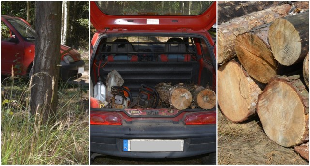 Mieszkańcy pow. konińskiego kradli drzewo z lasu pod Piotrkowem Kujawskim i sprzedawali.