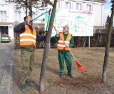 Wiosna w Grudziądzu! "Ostrzygli" już klony. Wzięli się za lipy