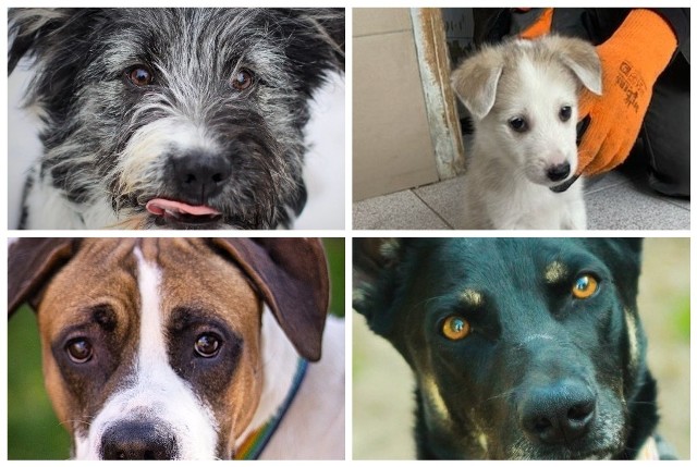 Zobacz galerii psów z białostockiego schroniska dla zwierząt. One czekają na nowego właściciela!