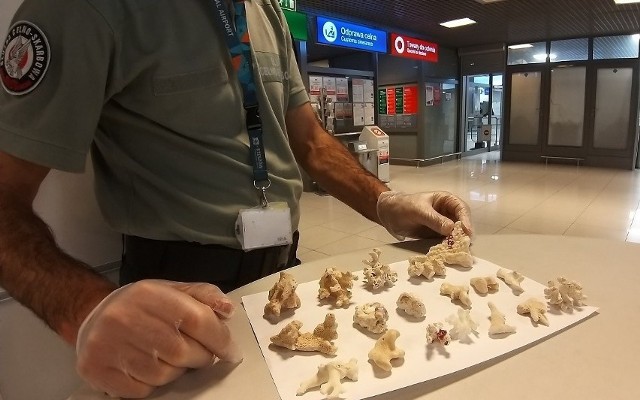 W listopadzie 2022 r. funkcjonariusze KAS na lotnisku w Jasionce udaremnili przemyt 18 fragmentów rafy koralowej. Przewoziła je podróżna wracająca z Egiptu.