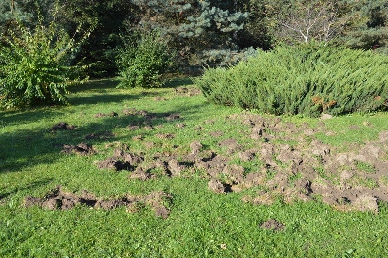 Dziki buszują pod oknami domów na osiedlu Falkowa w Nowym Sączu. Ludzie się ich boją, a myśliwi nie mogą strzelać w mieście