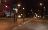 Po centrum Ostrołęki, w środku nocy spacerowały... konie [WIDEO]