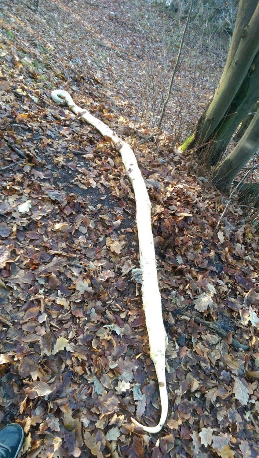 Pyton tygrysi w Częstochowie. Prokuratura bada kto go porzucił