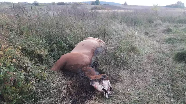 Ktoś pozbył się martwego zwierzęcia na polach w Radlinie?Ze zdjęcia, które przysłał do redkacji nasz czytelnik wynikało, że martwe zwierzę zostało porzucone w szczerym polu, około 100 metrów od ostatnich zabudowań.