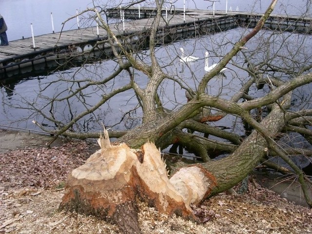 W Tuszynach nad Zalewem Koronowskim bobry ścięły kilkanaście takich drzew. Nie omijają nawet iglastych...