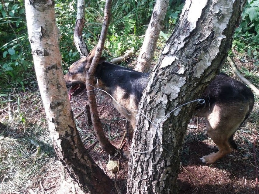 Lola, pies który został przywiązany do drzewa w lesie...