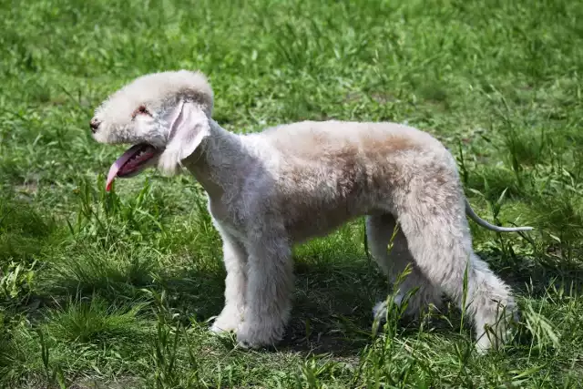 Bedlington teriery to wyjątkowo łagodne psy – zwłaszcza suczki