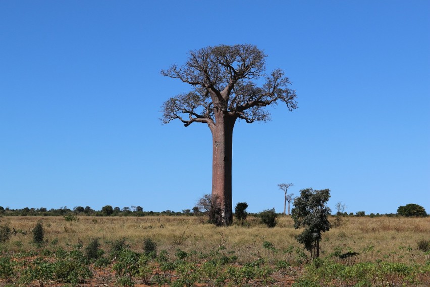 Baobaby to niezwykłe drzewa, rosnące w gorącym klimacie,...