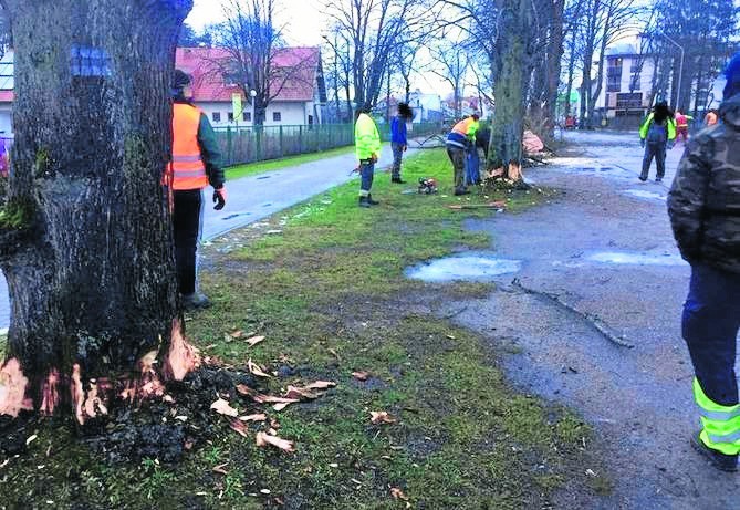 W styczniu w Mielnie ekipa drwali wycięła przydrożne drzewa....