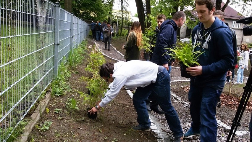 Sadzonki krzewów i kwiatów sadzili w środę bielscy uczniowie...