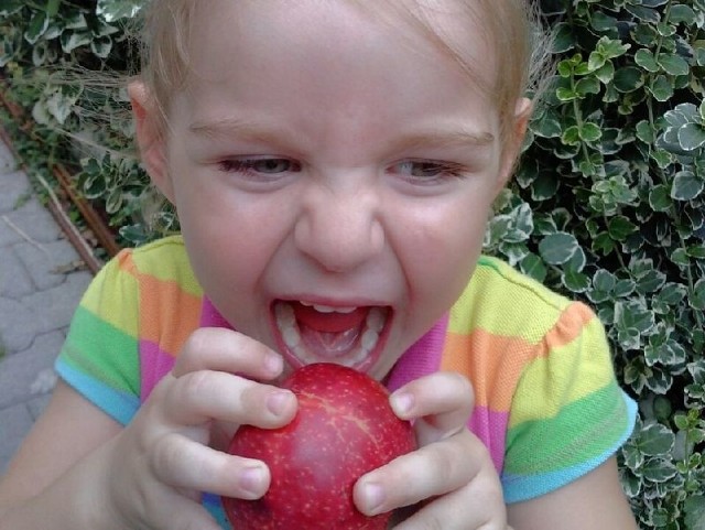 Oryginalne zdjęcia z sandomierskim jabłkiem będzie mógł zrobić sobie każdy, kto w weekend odwiedzi Galerię Echo w Kielcach. Mała Ida już takie zdjęcie ma.