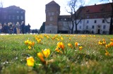 Kraków. Krokusy, Wawel i dużo słońca. Do stolicy Małopolski pomalutku zbliża się wiosna [ZDJĘCIA]