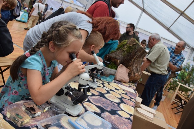 Leśny Festyn Edukacyjny 2016 w Gdyni