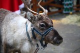 Malutki reniferek przyszedł na świat w krakowskim zoo