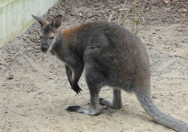 kangurkangur