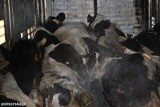 Wszystkie martwe krowy, które wieziono do ubojni, były chore! Transport ruszył spod Brodnicy