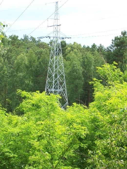 Około 16 tys. hektarów lasów jest w Polsce wyłączonych z produkcji leśnej. Taki obszar jest dzierżawiony przez operatorów sieci energetycznych. (fot. Czesław Wachnik)