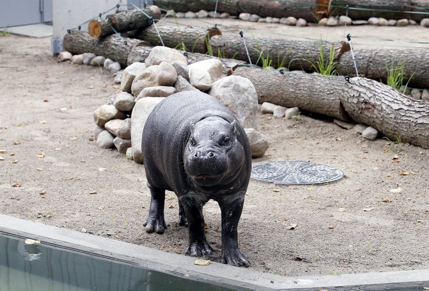 Jabari, młody hipopotam, zamieszakł w łódzkim zoo 