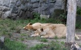 W Śląskim Zoo urodziły się cztery małe lwy! To niezwykle rzadki gatunek lwa angolskiego