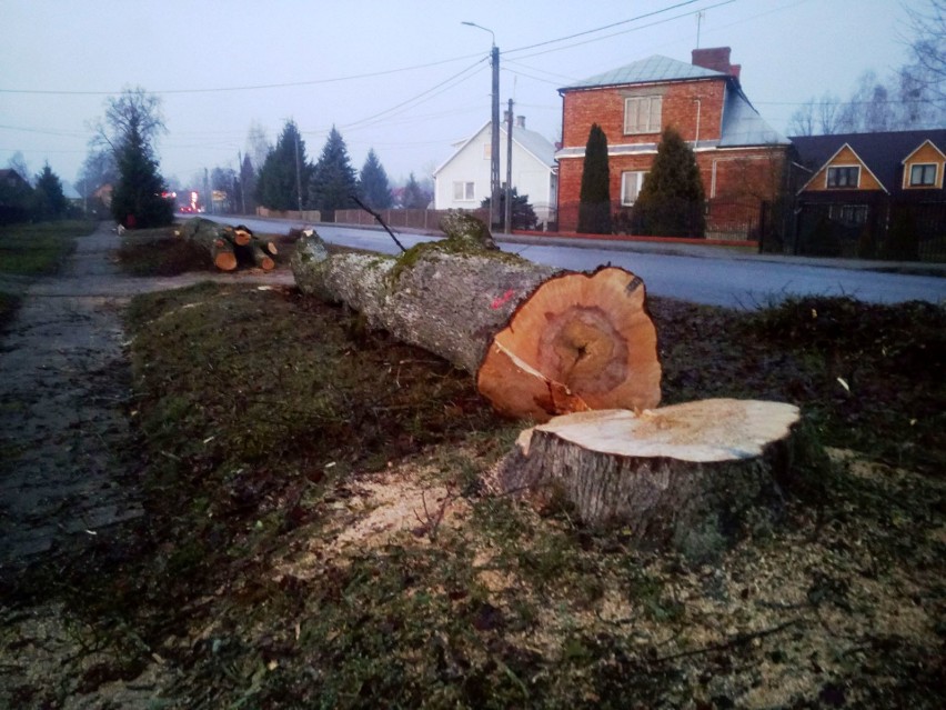 Białowieża. W obronie drzew stanęli mieszkańcy. W internecie można podpisać petycję "Ocalmy drzewa w powiecie hajnowskim" (ZDJĘCIA)