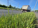 Dlaczego w Toruniu dominuje wysoka, nieskoszona trawa? Ekspert wyjaśnia