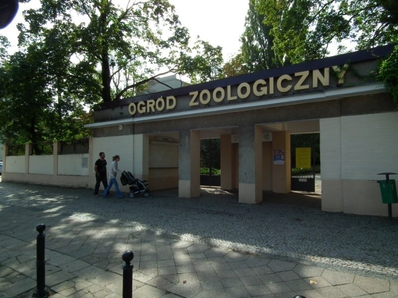 Niegdyś w ogrodzie zoologicznym przy ul. Zwierzynieckiej...