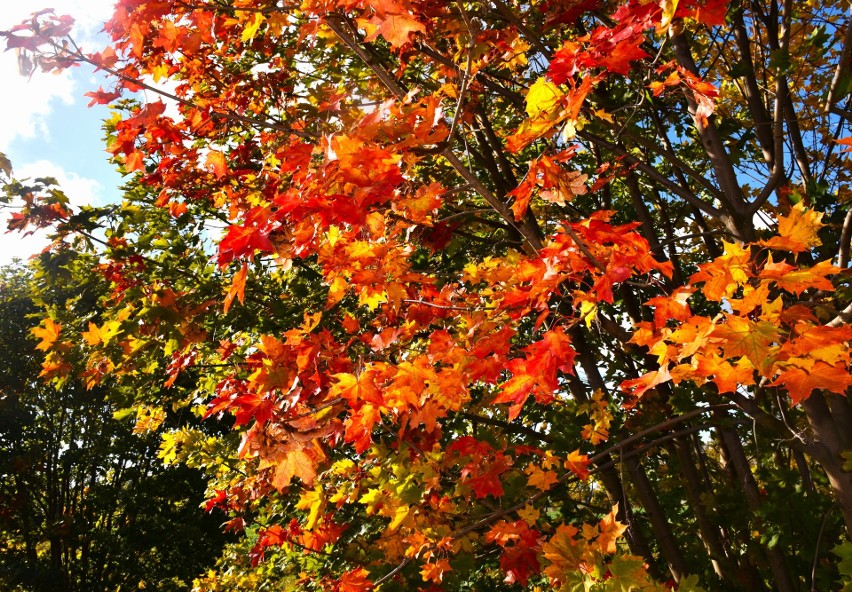 Złota polska jesień w Malborku. W październiku rozświetlone słońcem liście i kwiaty wyglądają najpiękniej