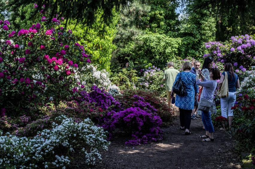 Najstarsze i największe arboretum w Polsce. Rośnie tu dobrze...