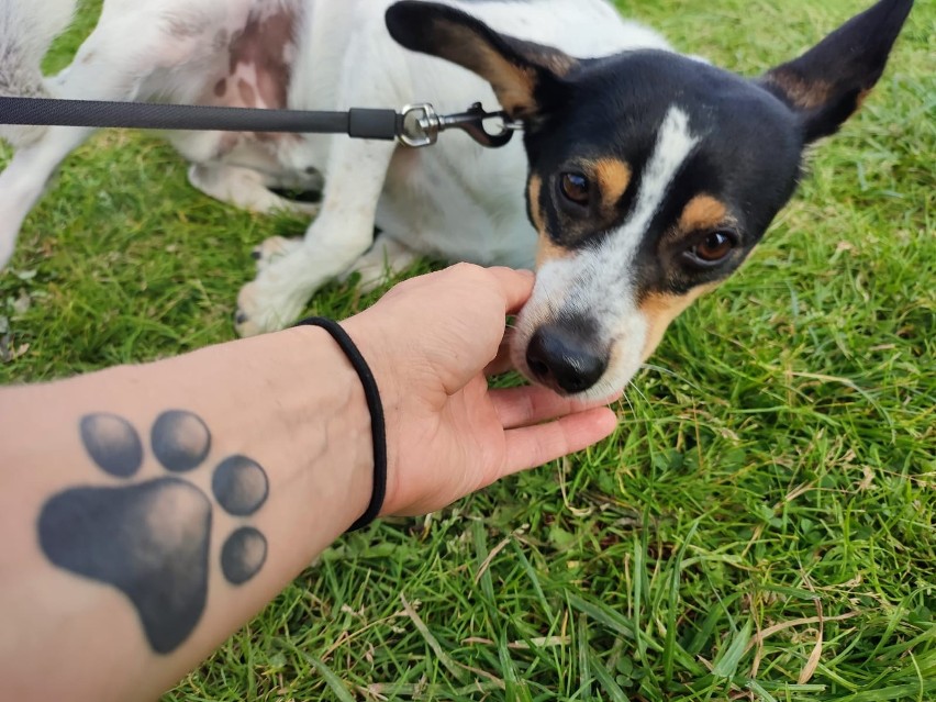 Dogtrekking w Bogdańczowicach