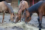 W państwowej stadninie w Walewicach sprzedawano konie po zaniżonej cenie