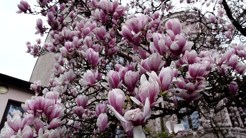Cieszyńskie magnolie w najnowszym programie "Kocham Beskidy, bo..." ODC. 13 
