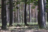 Z wielkopolskich lasów znika drewno. Kradzieży jest coraz więcej. To efekt rosnących cen węgla?