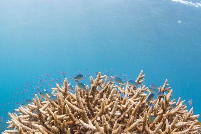 Rafy koralowe to niezwykle wrażliwe i ważne ekosystemy. Są domem dla morskiego życia, jednak globalne ocieplenie sprawia, że rafy blakną. Naukowcy przedstawiają wyniki swoich obserwacji.