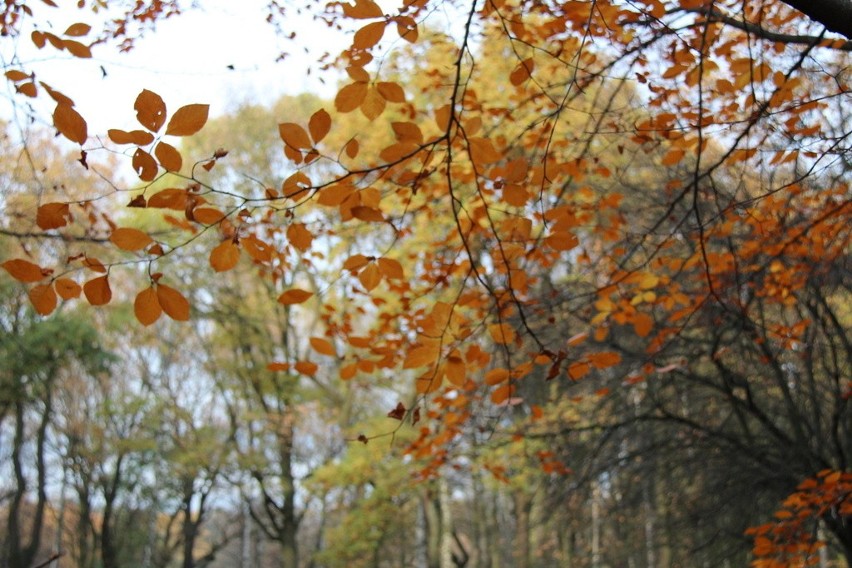 Tak wygląda park Zielona w jesiennych barwach