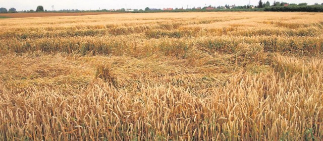 Wyleganie może się zdarzyć niemal na każdym polu. Sprzyja temu deszczowa aura. Trudno takie zboże wymłócić, a plon jest mniejszy