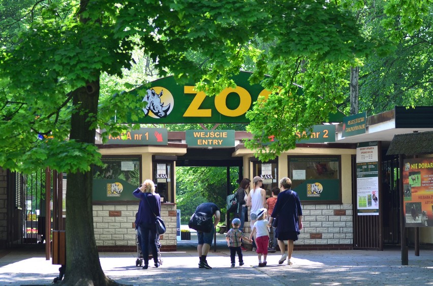 Pracownicy i dyrekcja zoo Poznań szykują się do ponownego...
