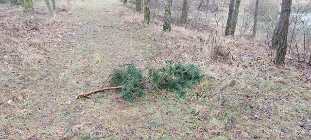 Na terenie lasu komunalnego Miasta Włocławek można zbierać drewno z połamanych i leżących na ziemi gałęzi, ale dopiero po zgłoszeniu się do odpowiedniej instytucji i wniesieniu opłaty!