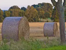 Tak ARiMR sprawdzi, czy rolnik jest aktywny i dostanie dopłaty