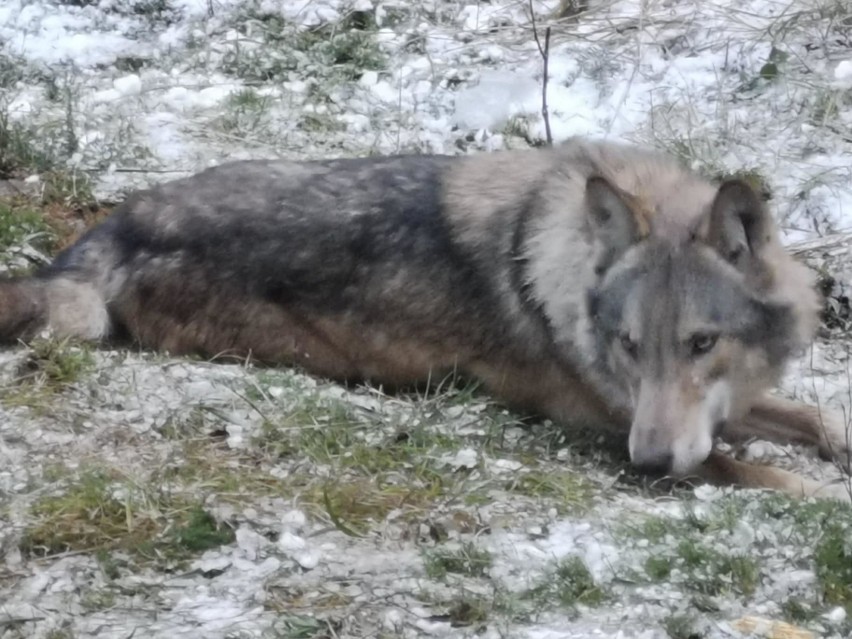 Potężny wilk schwytany przez naukowców w świętokrzyskich lasach. Zobaczcie niesamowite zdjęcia